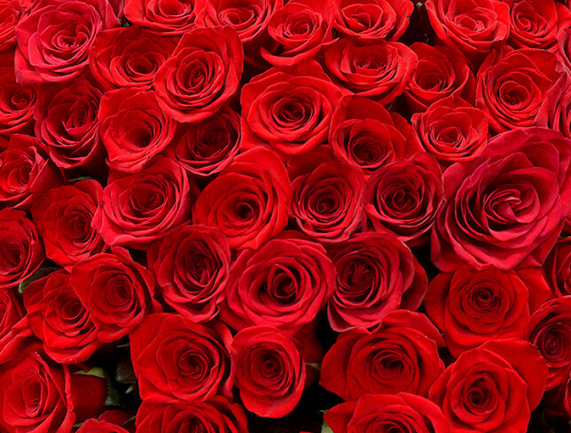 Bouquet of 199 red roses 60 cm (pre-order, 5 days) photo