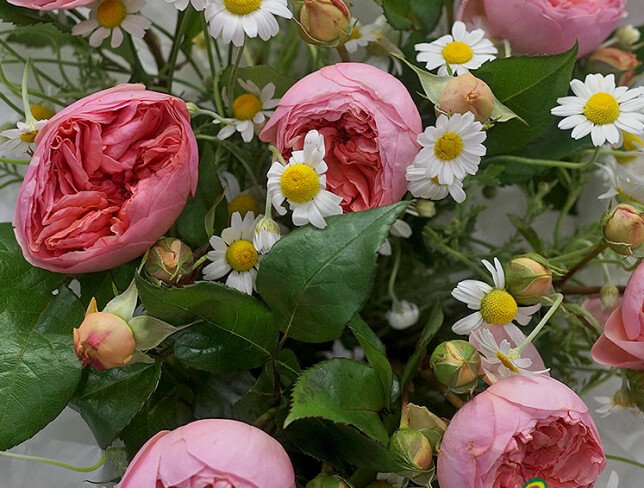 Bouquet of Peony Roses and Daisies "Powder Dream" photo