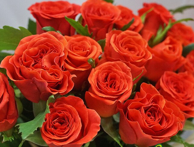 Bouquet of 15 Orange Roses 40 cm photo