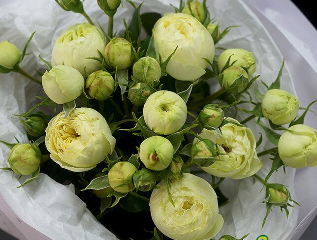 Bouquet of White Peony Roses "Harmony of the Soul" photo
