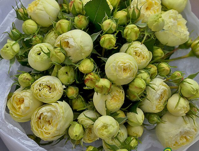 Bouquet of Peony Roses "Summer Mood" photo