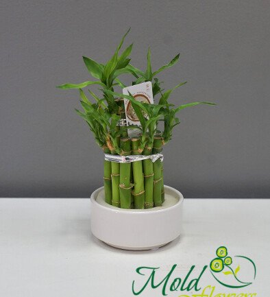 Bamboo photo 394x433