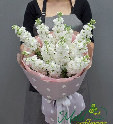 Bouquet of 11 White Matthiolas photo 394x433