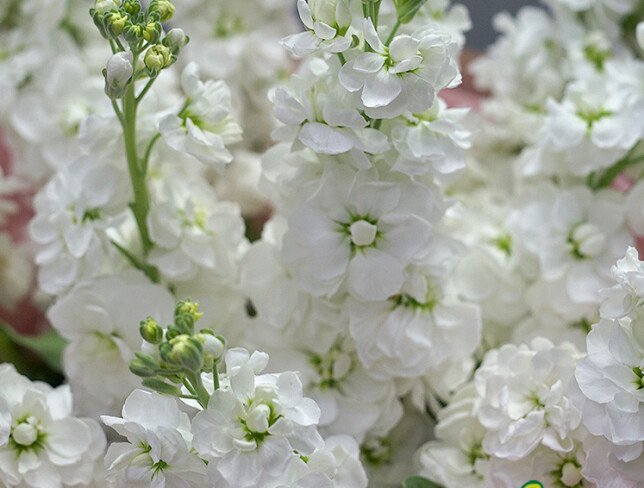 Bouquet of 11 White Matthiolas photo