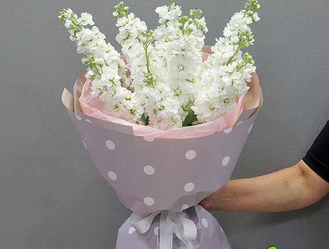 Bouquet of 11 White Matthiolas photo
