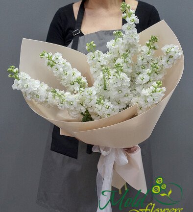 Bouquet of 15 White Matthiolas photo 394x433