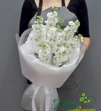 Bouquet of 7 White Matthiolas photo 394x433