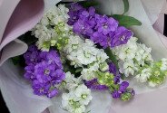 Buchet din matthiola mov si albe — foto 4