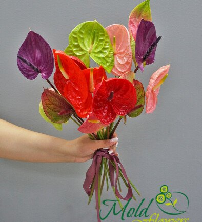 Anthurium /1 bucata foto 394x433