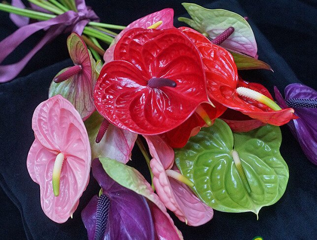 Anthurium /1 bucata foto