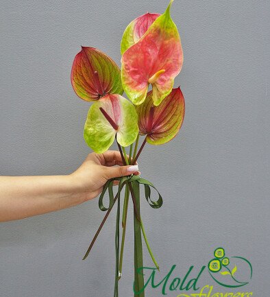 Anthurium multicolor / 1 bucata foto 394x433