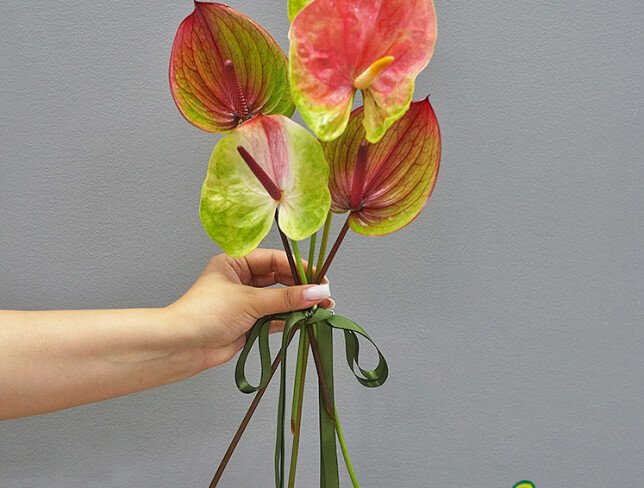 Anthurium multicolor / 1 bucata foto
