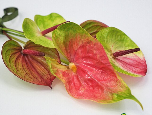 Anthurium multicolor / 1 bucata foto