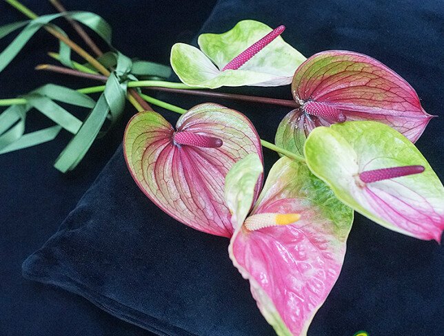 Anthurium multicolor / 1 bucata foto