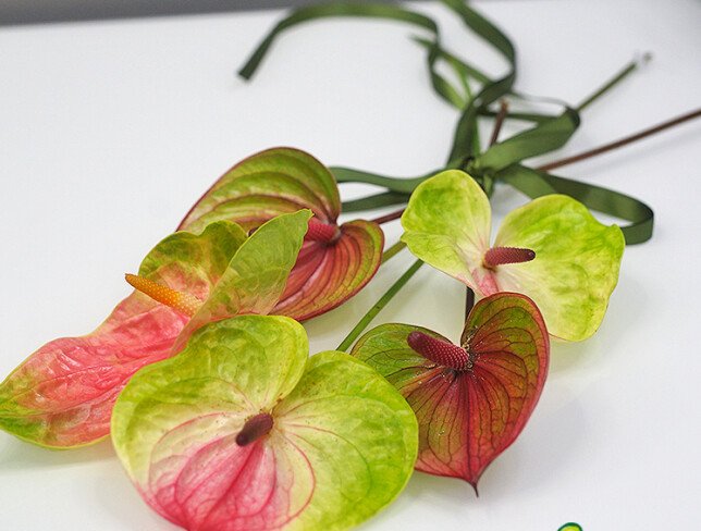Anthurium multicolor / 1 bucata foto
