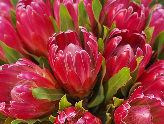 Buchet din 19 protee foto