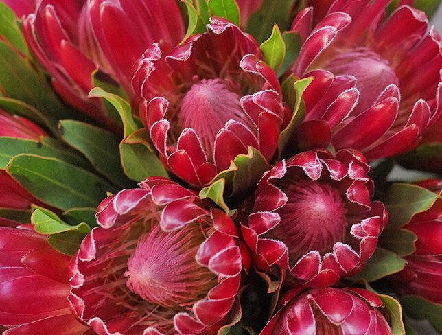 Buchet din 15 protee foto