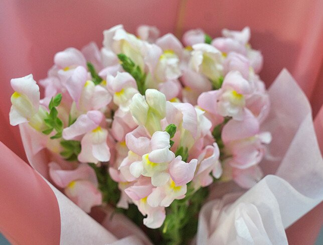 Bouquet of 7 Pink Snapdragons photo