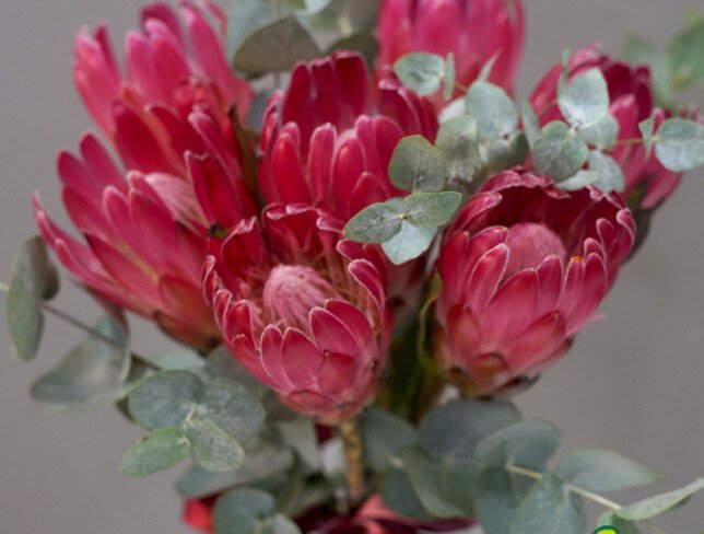 Vază + buchet din 7 protea și eucalipt foto