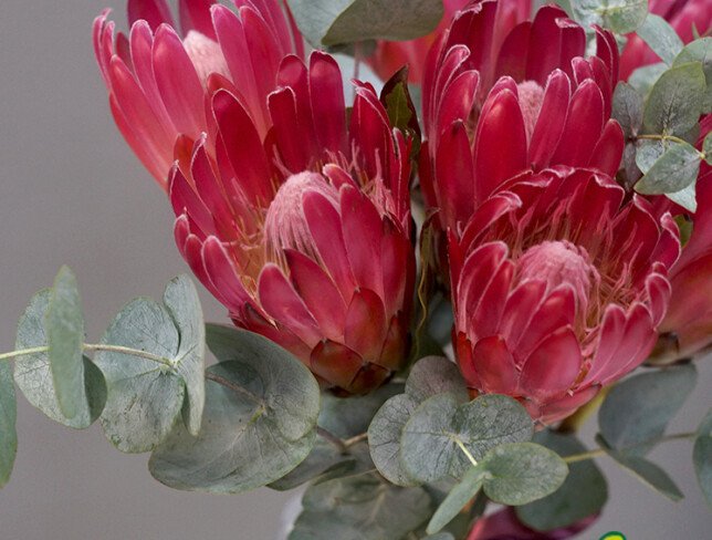 Vază + buchet din 7 protea și eucalipt foto