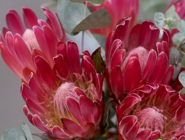 Vază + buchet din 7 protea și eucalipt foto