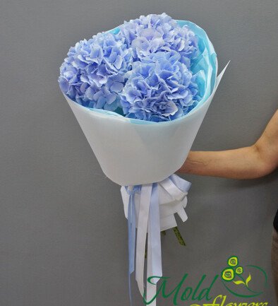Buchet din 3 hortensii albastre foto 394x433