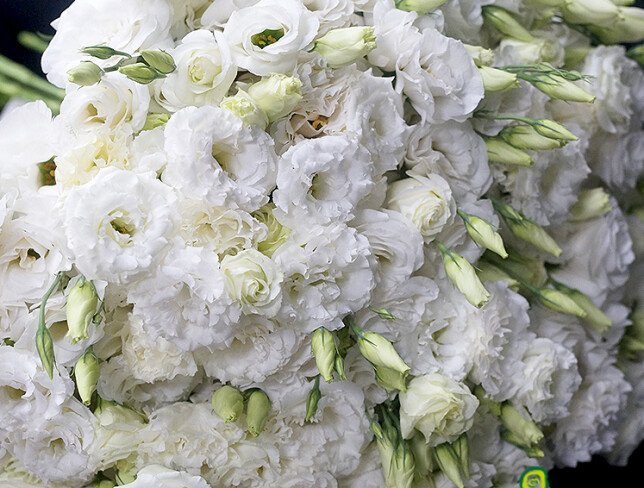 Buchet din 51 eustome albe foto