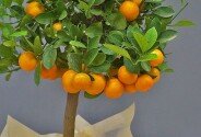 Mandarin in ghiveci 80 cm — foto 2