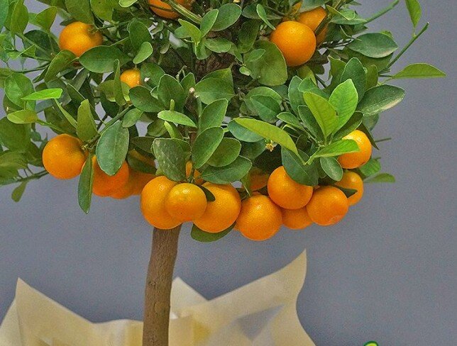 Mandarin in ghiveci 80 cm foto