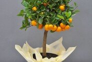 Mandarin in ghiveci 80 cm — foto 1