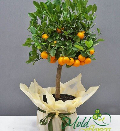 Mandarin in ghiveci 80 cm foto 394x433