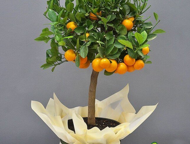 Mandarin in ghiveci 80 cm foto