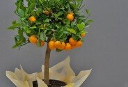 Mandarin in ghiveci 80 cm — foto 3