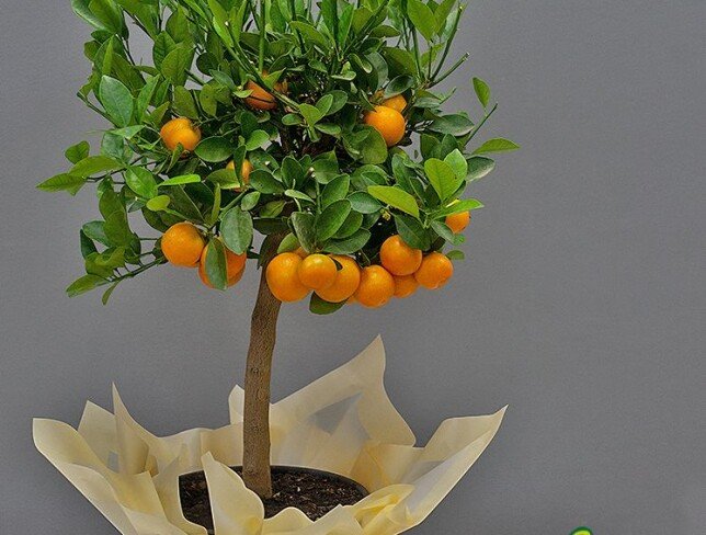 Mandarin in ghiveci 80 cm foto