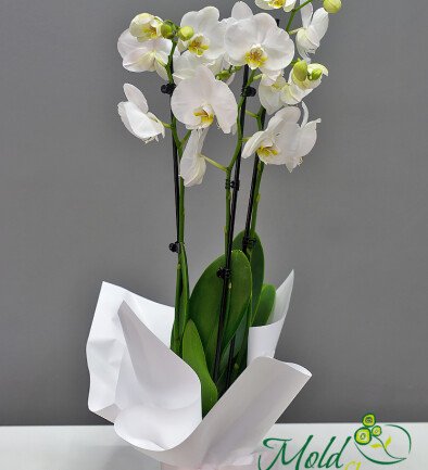 Orhidee alba mare cu 3 tije florale foto 394x433