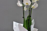 Orhidee alba mare cu 3 tije florale — foto 2
