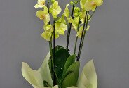 Orhidee galben-lamaie mare cu 4 tije florale — foto 1