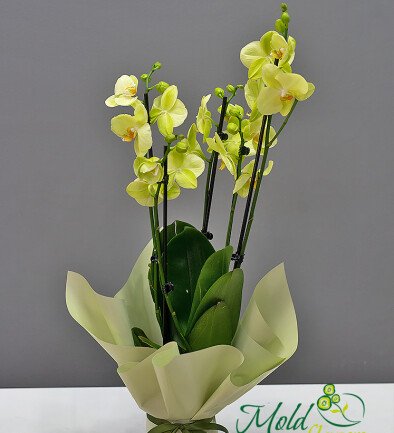 Orhidee galben-lamaie mare cu 4 tije florale foto 394x433