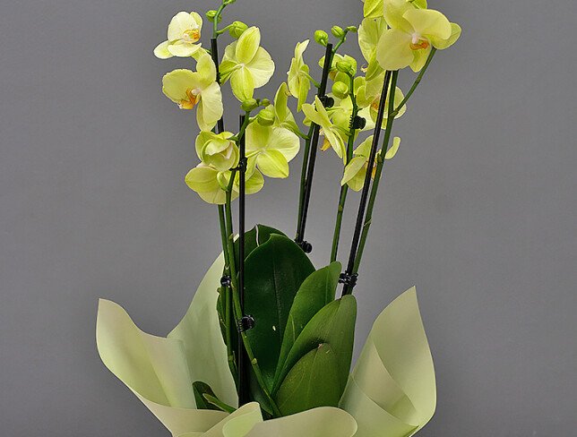 Orhidee galben-lamaie mare cu 4 tije florale foto