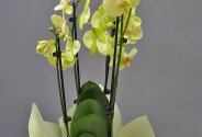 Orhidee galben-lamaie mare cu 4 tije florale — foto 2