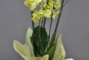 Orhidee galben-lamaie mare cu 4 tije florale — foto 3
