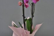 Orhidee roz mare cu 3 tije florale — foto 1