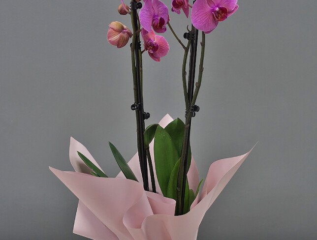 Orhidee roz mare cu 3 tije florale foto