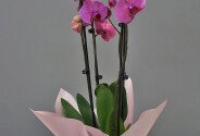 Orhidee roz mare cu 3 tije florale — foto 2
