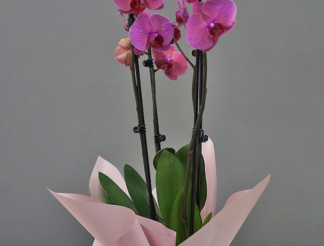 Orhidee roz mare cu 3 tije florale foto