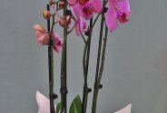 Orhidee roz mare cu 3 tije florale — foto 3