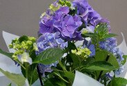 Hortensie albastra in ghiveci — foto 2
