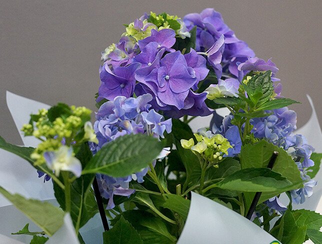 Hortensie albastra in ghiveci foto