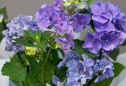 Hortensie albastra in ghiveci — foto 3