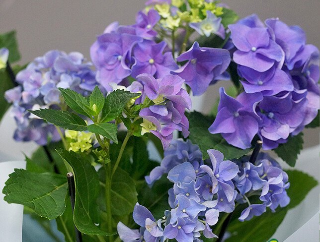 Hortensie albastra in ghiveci foto